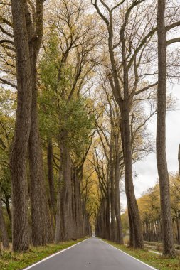 En uzun yol sonbaharda güzel yetişkin ağaçlar var.