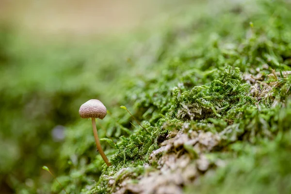 Durante Autunno Nella Foresta Piccolo Fungo Tra Muschio Con Dissolvenza — Foto Stock