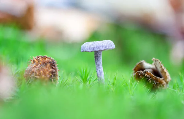 Durante Autunno Nella Foresta Piccolo Fungo Tra Muschio Con Dissolvenza — Foto Stock