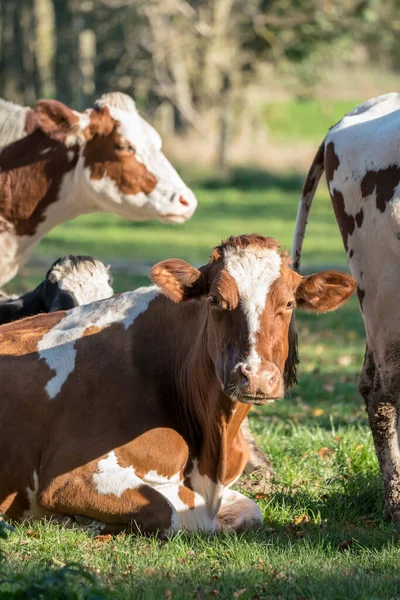 Slunečného Dne Jsou Louce Krávy — Stock fotografie