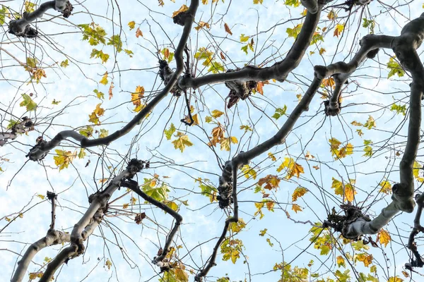 가을에 아름다운 나무들이 무성하게 자라는 — 스톡 사진