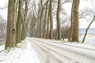 Ocak ayında, iki sıra ağaç arasında kar yağdığında, bir yol vardır.