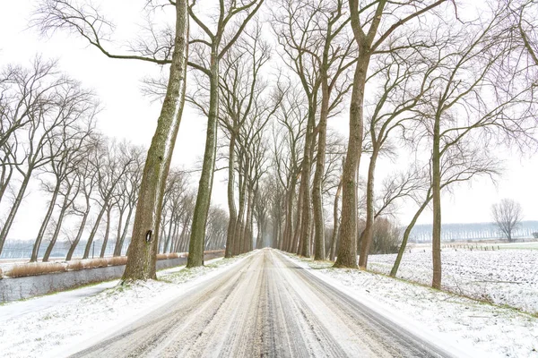 January Snow Two Rows Trees Road — Stock Photo, Image