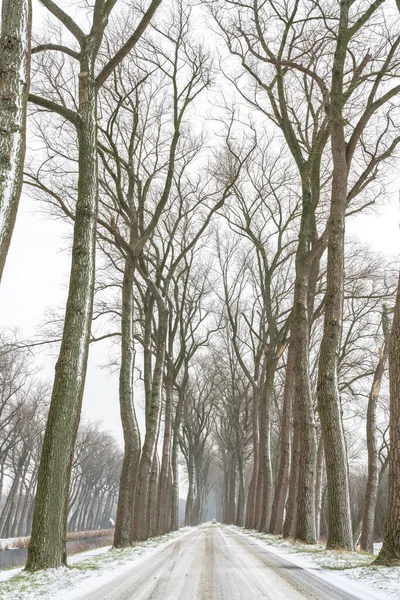 January Snow Two Rows Trees Road — Stock Photo, Image