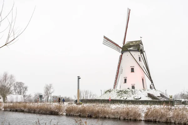 Damme Városában Nem Messze Bruges Től Gyönyörű Szélmalom Áll Hófehér — Stock Fotó