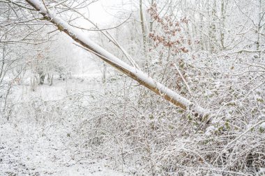 Şubat ayında bir kış günü, doğadaki bu güzel kar manzarası
