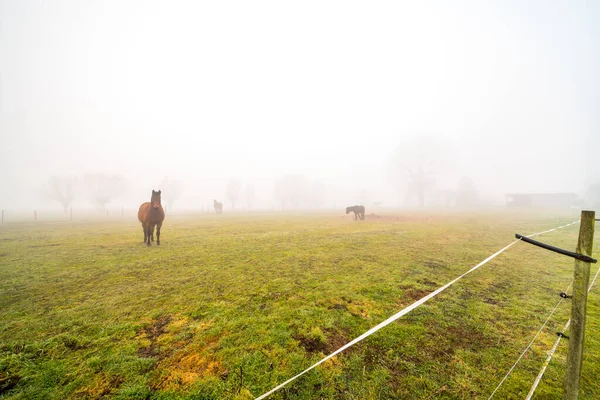 Saturday on a foggy morning on the field with horses