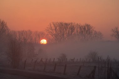 This beautiful sun is rising in a misty morning on the field with trees