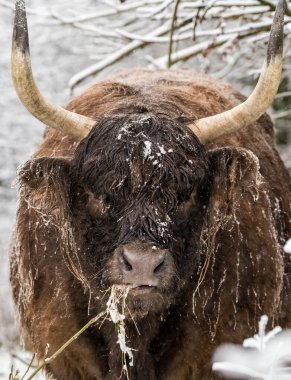 Kışın ormanda bir dörtnala karda kal.
