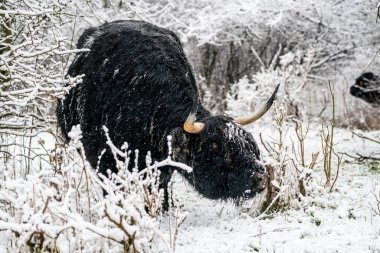 Kışın ormanda bir dörtnala karda kal.