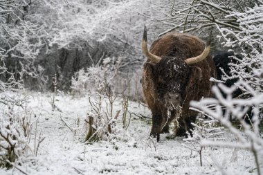 Kışın ormanda bir dörtnala karda kal.