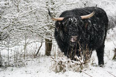 Kışın ormanda bir dörtnala karda kal.