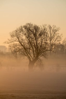 Tarlada soğuk bir sabah, güzel bir sis tabakası oluştu. Bu da bu güzel ağacı sabah güneşiyle güzel bir şekilde öne çıkarıyor.