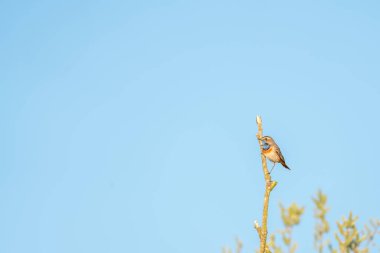 Güzel bir Bluethroat bir dalda coşkuyla şarkı söylüyor.