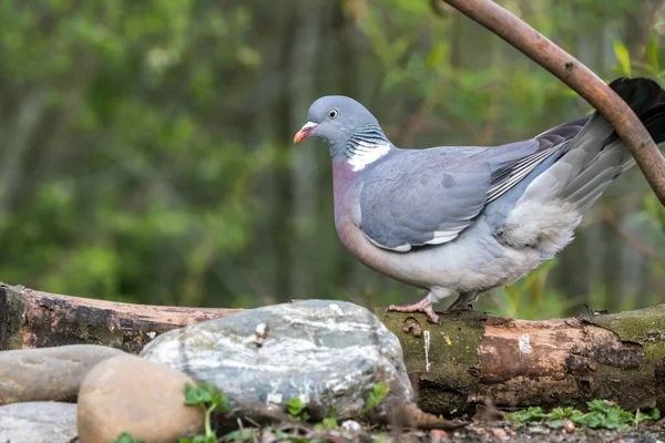 A beautiful Wood Pigeon in the woods looking around for some food or danger