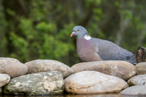 A beautiful Wood Pigeon in the woods looking around for some food or danger