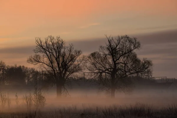Frosty Morning Fog Grassland Dawn Whit Beautiful Tree — Stock Photo, Image
