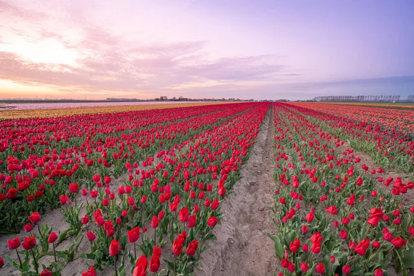 Holandii Istnieją Pola Tysiącami Tulipanów Biały Wschód Słońca — Zdjęcie stockowe