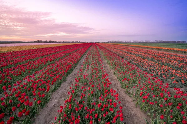 Los Países Bajos Hay Campos Con Miles Tulipanes Amanecer — Foto de Stock