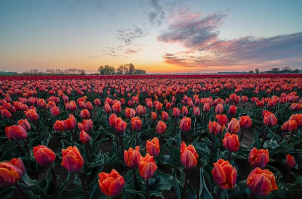 Nei Paesi Bassi Sono Campi Con Migliaia Tulipani All Alba — Foto Stock