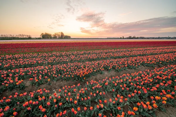 Nos Países Baixos Campos Com Milhares Tulipas Nascer Sol — Fotografia de Stock