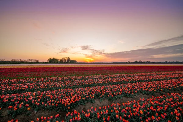 Nos Países Baixos Campos Com Milhares Tulipas Nascer Sol — Fotografia de Stock