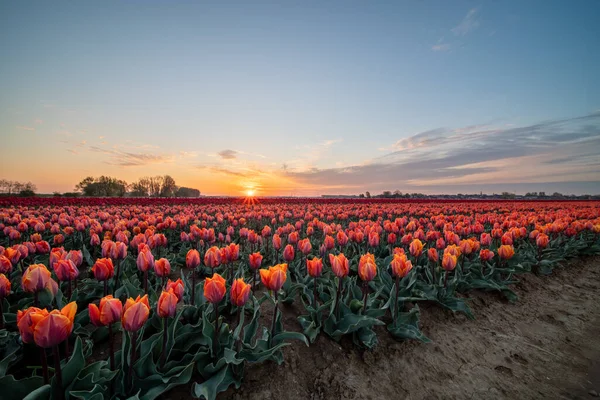 Nei Paesi Bassi Sono Campi Con Migliaia Tulipani All Alba — Foto Stock
