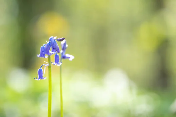 Wald Stehen Frühling Bäume Und Blauglocken Auf Dem Boden — Stockfoto
