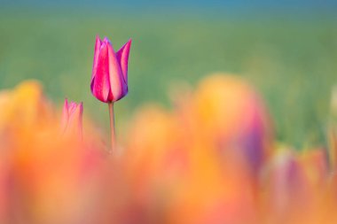 Bu güzel pembe lale diğer lalelerin üzerinde yetişiyor.