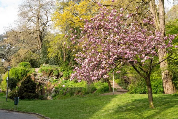 Beautiful Japanese Cherry Tree Located Large Park Middle City — Stock Photo, Image