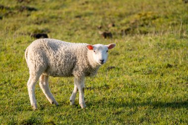 Doğadaki çayırda genç ve güzel bir kuzu var.
