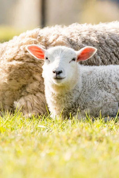 在大自然的草地上有一只漂亮的小羊羔 — 图库照片