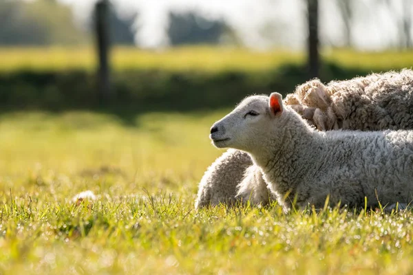 Ängen Naturen Finns Ett Vackert Lamm — Stockfoto