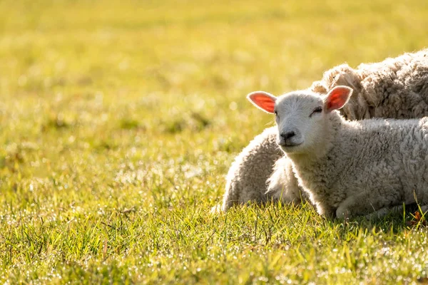 Ängen Naturen Finns Ett Vackert Lamm — Stockfoto