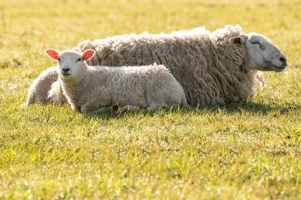 Sur Prairie Dans Nature Une Belle Mère Agneau — Photo