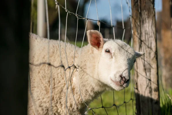 Meadow Nature Beautiful Young Lamb Trying Get Fence — Stock Photo, Image