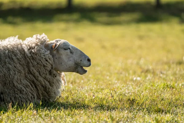 自然の中で草原には美しい母羊がいます — ストック写真