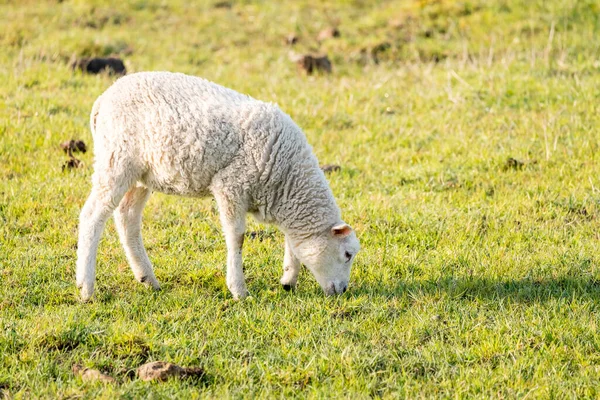 Ängen Naturen Finns Ett Vackert Ungt Lamm — Stockfoto