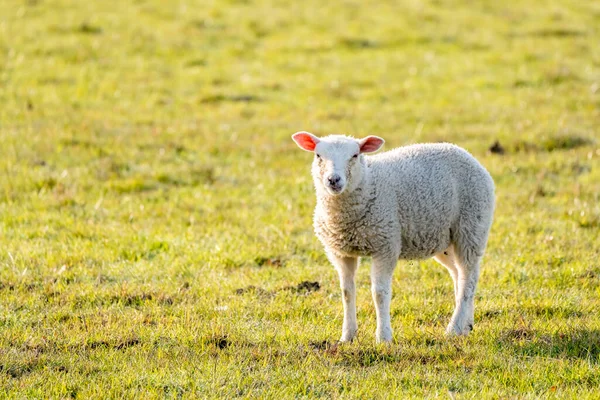 自然の牧草地には美しい若い子羊がいます — ストック写真