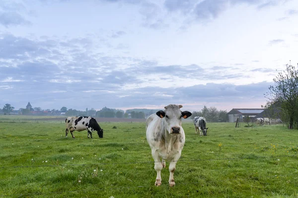 一大早 这只漂亮的母牛就站在草地上 背后有一座教堂 — 图库照片