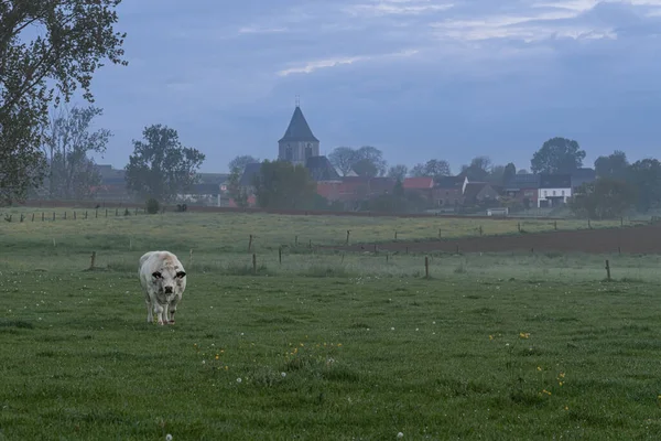 Manhã Cedo Esta Bela Vaca Está Prado Com Uma Igreja — Fotografia de Stock