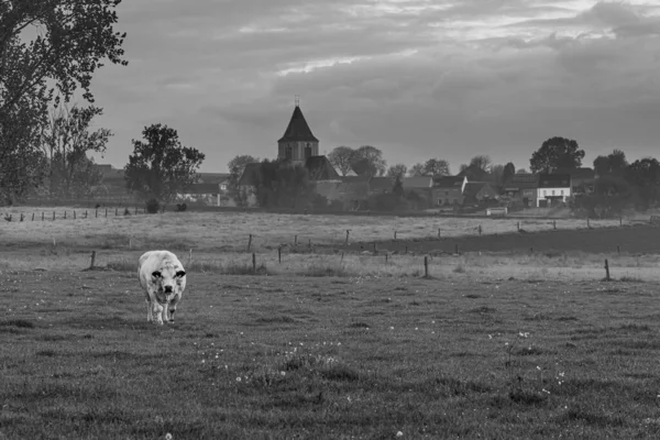 Early Morning Beautiful Cow Standing Meadow Church Background — Stock fotografie