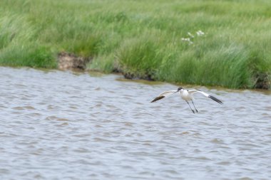 Mayıs 'ta bulutlu bir günde favori havuzundan uzak durur.