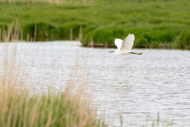 Bu güzel beyaz balıkçıl mayıs ayında bulutlu bir günde havuzun üzerinde uçar.