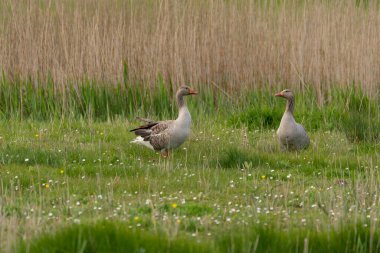 Doğa koruma alanında, bulutlu bir günde iki Greylag kazları vardır.