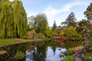 in the park next to a beautiful pond rhododendron bloom on a sunny day
