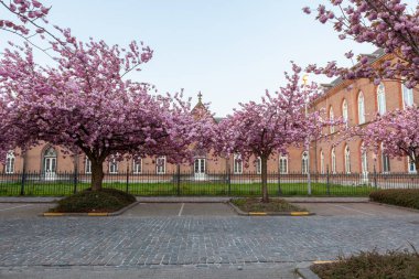 In this cobbled street there are rows of Japanese cherry trees between the parking spaces