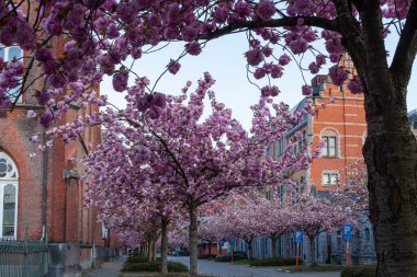 In this cobbled street there are rows of Japanese cherry trees between the parking spaces