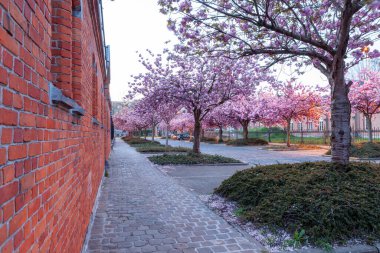 In this cobbled street there are rows of Japanese cherry trees between the parking spaces