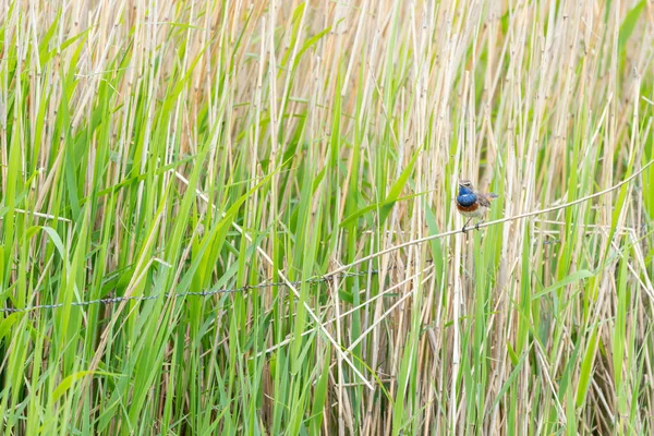 Esta Hermosa Garganta Azul Sienta Palo Lengüeta Junto Caña Busca — Foto de Stock